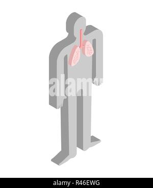 Poumons anatomie d isométrique corps humain. Les organes internes du corps des systèmes d'organes de la 3D. Illustration de Vecteur