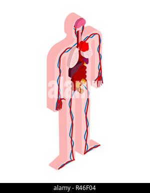 L'anatomie humaine corps isométriques. Les organes internes de la 3D. Les systèmes d'organes du corps. Le cœur et les reins. Cerveau et l'estomac. Vaisseaux sanguins Illustration de Vecteur