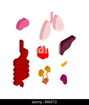 Jeu isométrique d'organes internes. Anatomie 3D du corps humain. Du cœur et du cerveau. Le foie et l'estomac. L'œsophage et du pancréas. Les reins et la rate. Les poumons. Systems Illustration de Vecteur