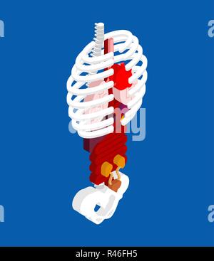 L'anatomie humaine isométriques. Le squelette et les organes internes de la 3D. Les systèmes d'organes du corps. Le cœur et les reins. Cerveau et l'estomac. Vaisseaux sanguins Illustration de Vecteur