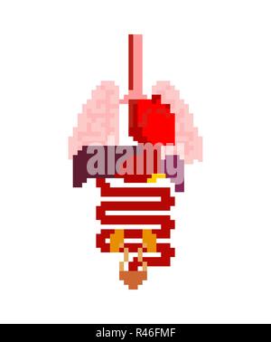 Organe interne pixel art set. Bit 8 anatomie de l'organisme humain. Du cœur et du cerveau. Le foie et l'estomac. L'œsophage et du pancréas. Les reins et la rate. Les poumons. Système. Illustration de Vecteur