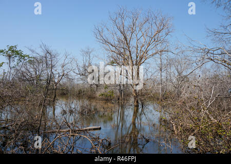 Les arbres morts avec reflet dans un lac au Cambodge, lors d'une journée ensoleillée en été Banque D'Images