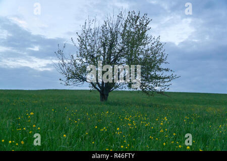 Seul arbre à feuillage vert sur fond de ciel nuageux et herbe verte sous la couronne au cours de l'heure d'été en Allemagne Banque D'Images