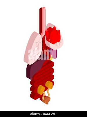 Organe interne isométriques. Anatomie 3D du corps humain. Du cœur et du cerveau. Le foie et l'estomac. L'œsophage et du pancréas. Les reins et la rate. Les poumons. Des systèmes m Illustration de Vecteur