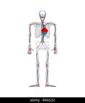 Fleur coeur squelette. amant l'anatomie. L'amour du système circulatoire. Illustration de Vecteur