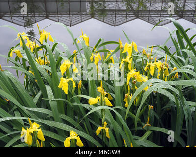 Drapeau jaune iris, Poeldijk, Pays-Bas Banque D'Images