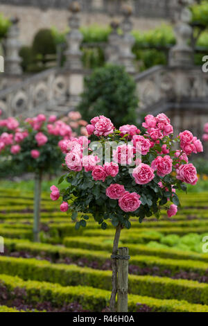 Jardins et château de Villandry, dans la vallée de la Loire en France Banque D'Images