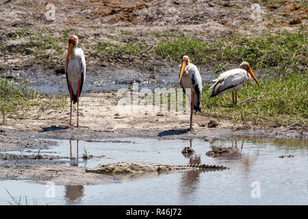 Bec jaune cigognes et crocodyle dans Chobe Banque D'Images