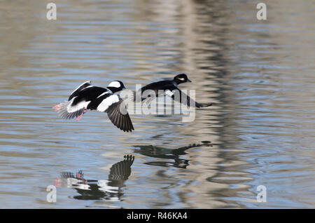 Paire de Petits Garrots canards volant bas au cours de l'eau encore Banque D'Images