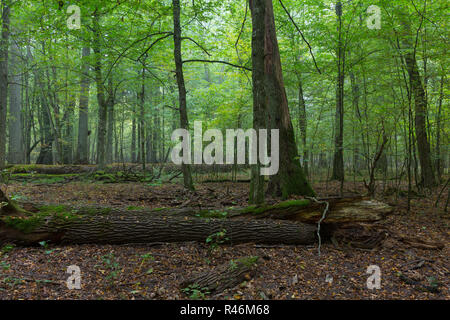 De vieux chênes en forêt d'automne brumeux Banque D'Images