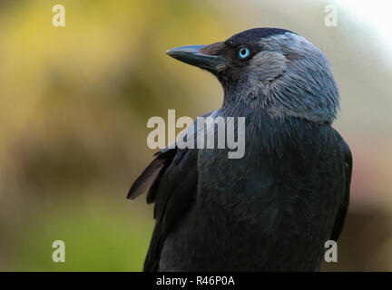 Close up of a Western Jackdaw Banque D'Images