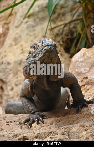 Close up portrait of male avant l'iguane rhinocéros (Cyclura cornuta) reposant sur des roches et looking at camera, low angle view Banque D'Images