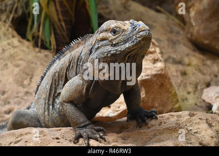 Close up portrait of male iguane rhinocéros (Cyclura cornuta) reposant sur des roches et looking at camera, low angle view Banque D'Images