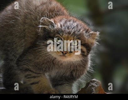 Portrait d'un mignon chaton Manul (le chat de Pallas ou Otocolobus manul) looking at camera, low angle view Banque D'Images