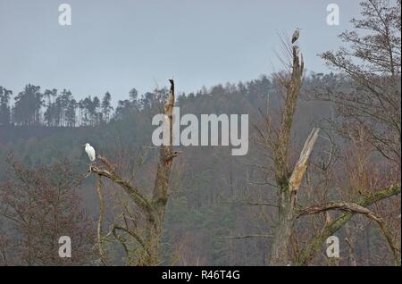 Grande aigrette (Ardea alba) et héron cendré (Ardea cinerea) sur les brisures de pâturage Banque D'Images