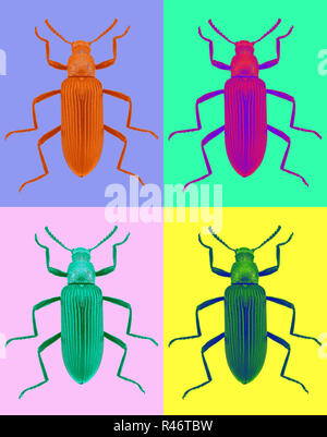 (Strongylium cupripenne Darkling beetle) dans un style pop art Banque D'Images
