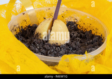 Libre de l'usine d'avocat Banque D'Images