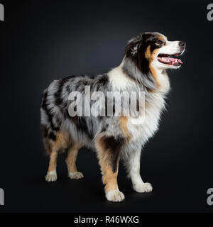 Beau chien berger australien la moitié côté regarder droit devant en profil avec les yeux marron et bleu repéré. La bouche fermée. Isolé sur Banque D'Images