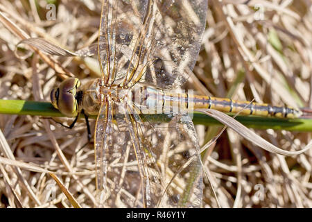 Libellule anax empereur Vagrant (ephippiger), Croft Pascoe extérieure, Cornwall, England, UK. Banque D'Images