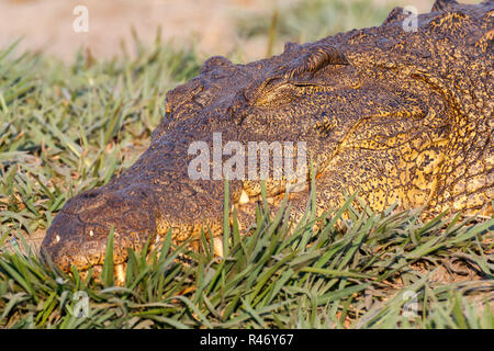 Portrait d'un Crocodile du Nil Banque D'Images