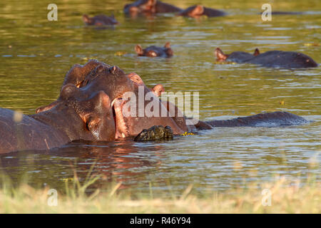 Deux jeunes hommes de combat hippopotamus Hippopotamus Banque D'Images