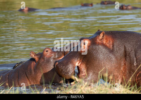 Deux jeunes hommes de combat hippopotamus Hippopotamus Banque D'Images