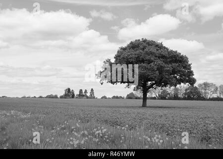 Lone Oak tree dans un champ Banque D'Images