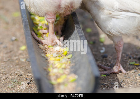 Poulet Poulet viennent s'alimenter dans le bac Banque D'Images