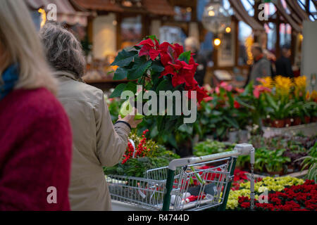 Belle femme acheter Poinsettia fleurs flower shop. Banque D'Images