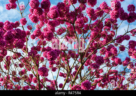 Belle vue de dessous 'rose' Ipe arbre sur un jour ensoleillé, ciel bleu en arrière-plan. Banque D'Images