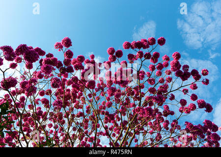 Belle vue de dessous 'rose' Ipe arbre sur un jour ensoleillé, ciel bleu en arrière-plan. Banque D'Images
