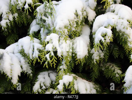 Evergreen couvertes de neige en hiver, la direction générale de thuya Banque D'Images