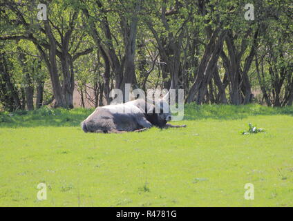 Les jeunes Hongrois Longhorn Ox Gris sur Pré Vert Banque D'Images