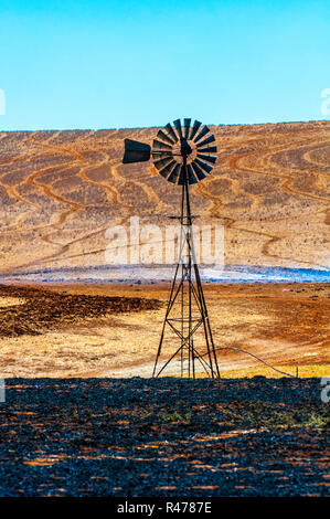 L'élevage de bovins dans l'outback australien Banque D'Images