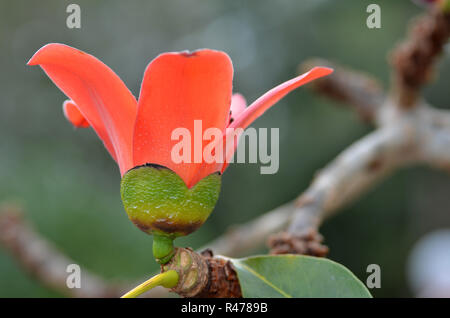 Coton soie rouge fleur arbre Banque D'Images