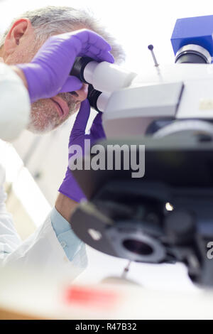 Scientifique principale en microscoping lab. Banque D'Images