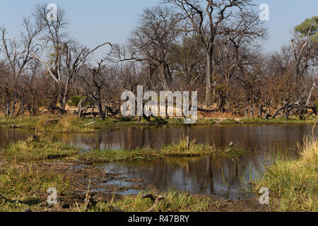 Paysage de Moremi Banque D'Images