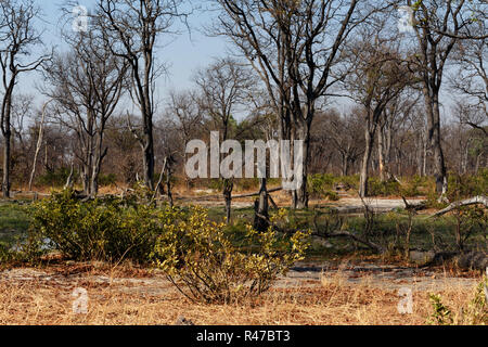 Paysage de Moremi Banque D'Images