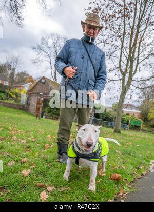 Faible angle, vue de face de l'anglais Bull Terrier en stationnement (automne) wearing high vis jacket, posant pour l'appareil photo sur le plomb tenu par caucasien homme propriétaire dans le chapeau. Banque D'Images