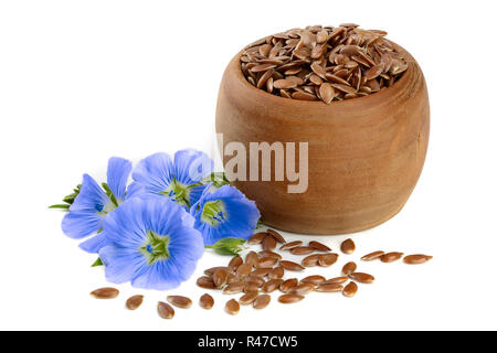 Fleur de chicorée et poudre de chicorée instantanée dans bol en bois isolé sur un fond blanc. Cichorium intybus Banque D'Images