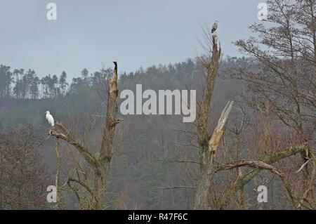 Â grande aigrette (Ardea alba) et héron cendré (Ardea cinerea) sur les brisures de pâturage Banque D'Images