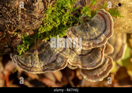 Photo macro d'une touffe de nombreuses zones champignons support. Banque D'Images
