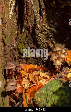 Close-up photographie couleur de chêne massif de deux champignons au sein de la vieille souche de souche d'arbre en orientation portrait. Banque D'Images