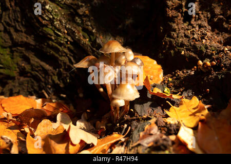 Macro photographie en couleur de deux massif de chêne-champignons au sein de la vieille souche souche d'arbre en orientation paysage. Banque D'Images