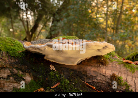 Photographie couleur de paysage grand polypore du bouleau sur support arbre tombé sur-côté et éclairée par le dessous. Banque D'Images