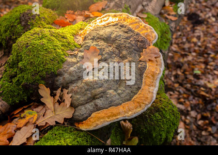 Photographie couleur de paysage grand polypore du bouleau sur support arbre tombé de haut illuminted de haut. Banque D'Images