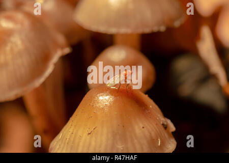 Macro photographie couleur de petite mouche brun perché sur les Champignons Champignons de touffe en orientation paysage. Banque D'Images