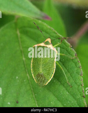 Nezara viridula (green shield bug ; sud stink bug ; stink bug) Banque D'Images