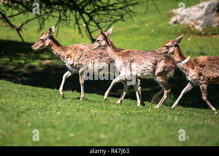 Une vue d'été d'un troupeau de cerfs en jachère (Dama dama) sur le pré vert. ces mammifères marins appartiennent à la famille des cervidés Banque D'Images
