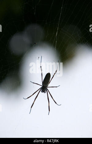 Amérique du Sud venezuela isla spider margatita Banque D'Images